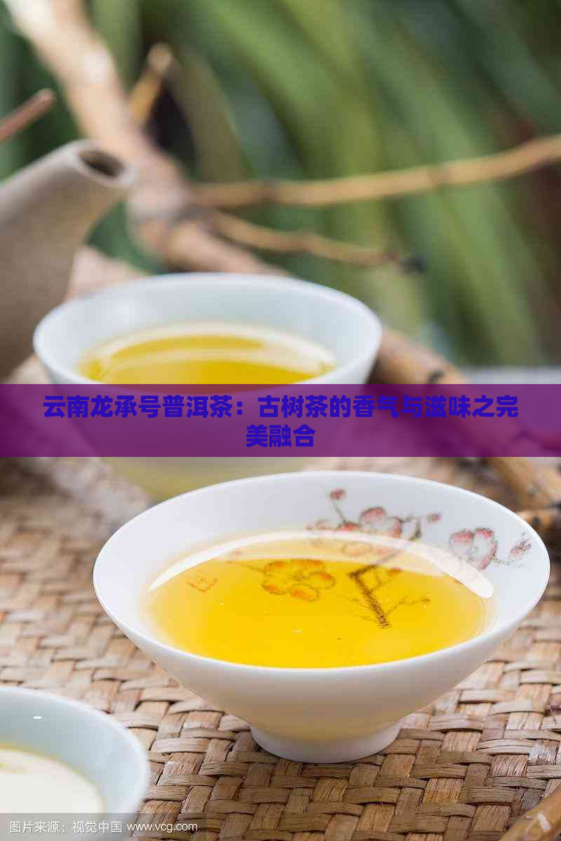 云南龙承号普洱茶：古树茶的香气与滋味之完美融合