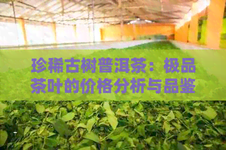 珍稀古树普洱茶：极品茶叶的价格分析与品鉴指南