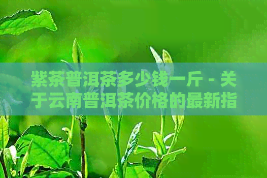 紫茶普洱茶多少钱一斤 - 关于云南普洱茶价格的最新指南