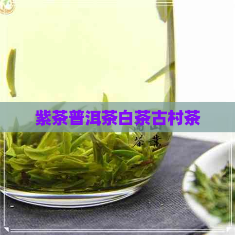 紫茶普洱茶白茶古村茶