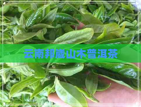 云南邦崴山木普洱茶