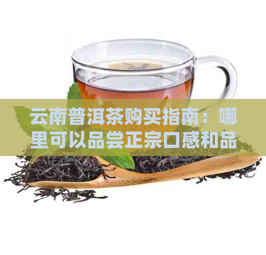 云南普洱茶购买指南：哪里可以品尝正宗口感和品质保证？