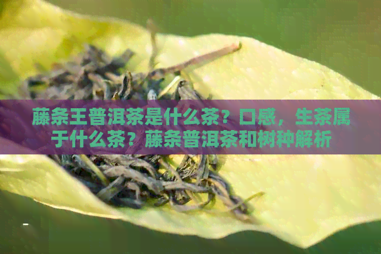 藤条王普洱茶是什么茶？口感，生茶属于什么茶？藤条普洱茶和树种解析