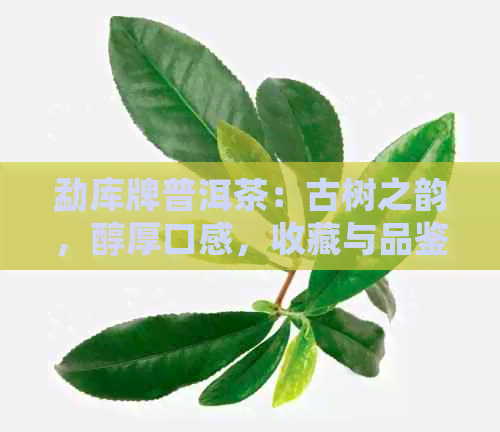 勐库牌普洱茶：古树之韵，醇厚口感，收藏与品鉴之间的平