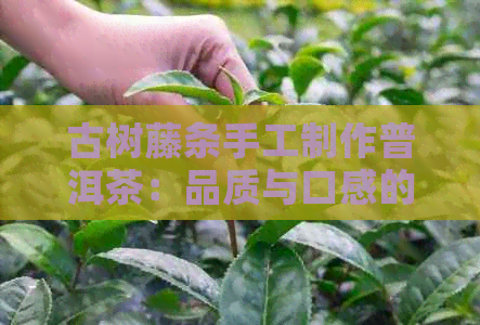 古树藤条手工制作普洱茶：品质与口感的完美结合