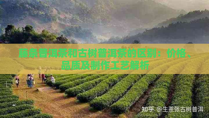 藤条普洱茶和古树普洱茶的区别：价格、品质及制作工艺解析