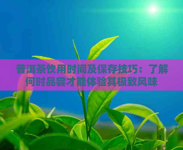 普洱茶饮用时间及保存技巧：了解何时品尝才能体验其极致风味