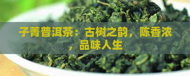 子菁普洱茶：古树之韵，陈香浓，品味人生