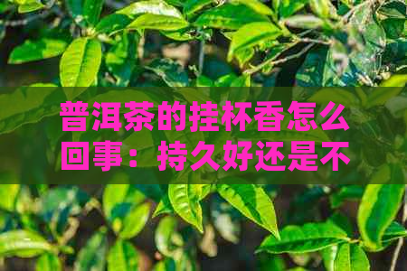 普洱茶的挂杯香怎么回事：持久好还是不挂好，如何鉴别？熟茶挂杯现象解析。