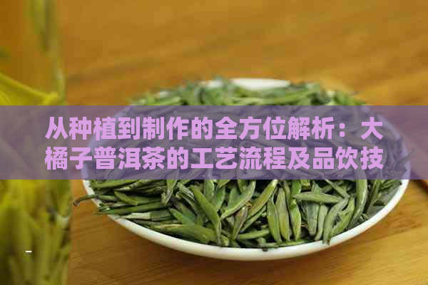 从种植到制作的全方位解析：大橘子普洱茶的工艺流程及品饮技巧