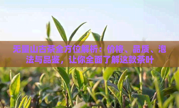 无量山古茶全方位解析：价格、品质、泡法与品鉴，让你全面了解这款茶叶