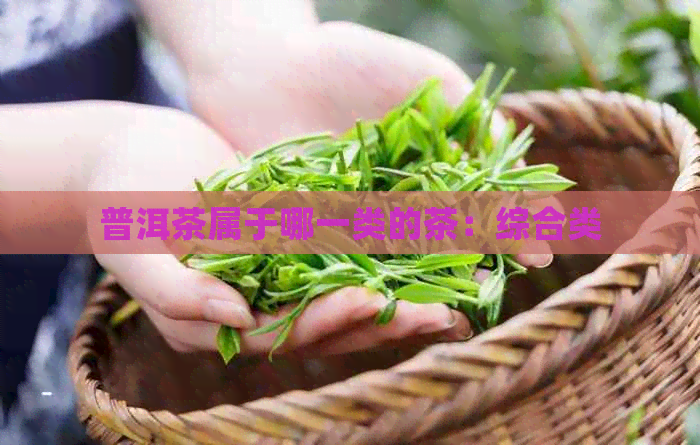 普洱茶属于哪一类的茶：综合类