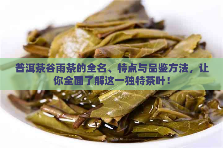 普洱茶谷雨茶的全名、特点与品鉴方法，让你全面了解这一独特茶叶！