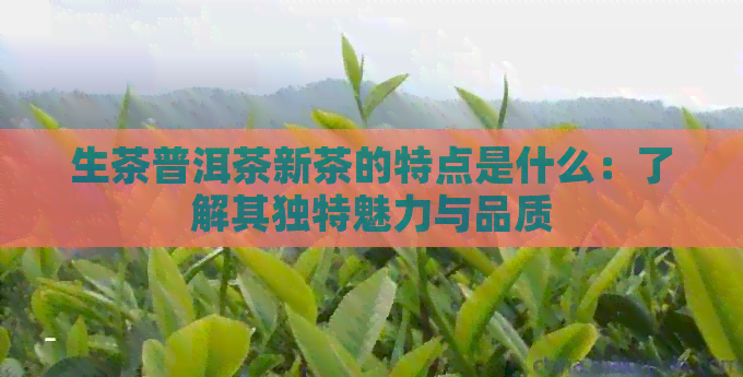 生茶普洱茶新茶的特点是什么：了解其独特魅力与品质