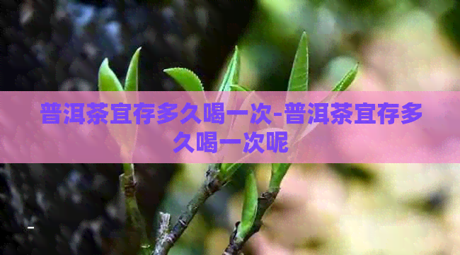 普洱茶宜存多久喝一次-普洱茶宜存多久喝一次呢