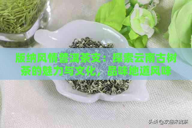 版纳风情普洱茶支：探索云南古树茶的魅力与文化，品味地道风味