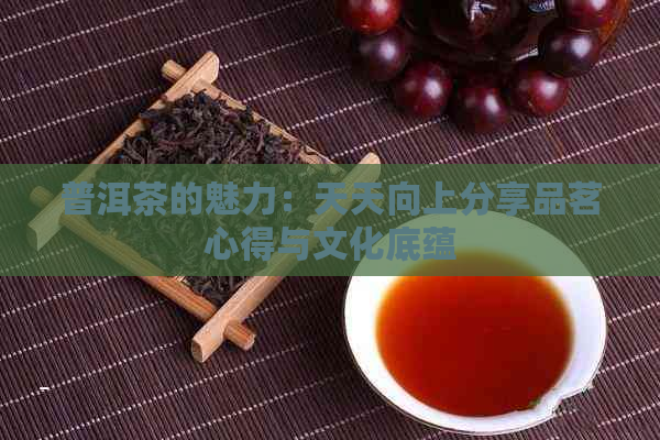 普洱茶的魅力：天天向上分享品茗心得与文化底蕴