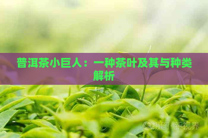 普洱茶小巨人：一种茶叶及其与种类解析