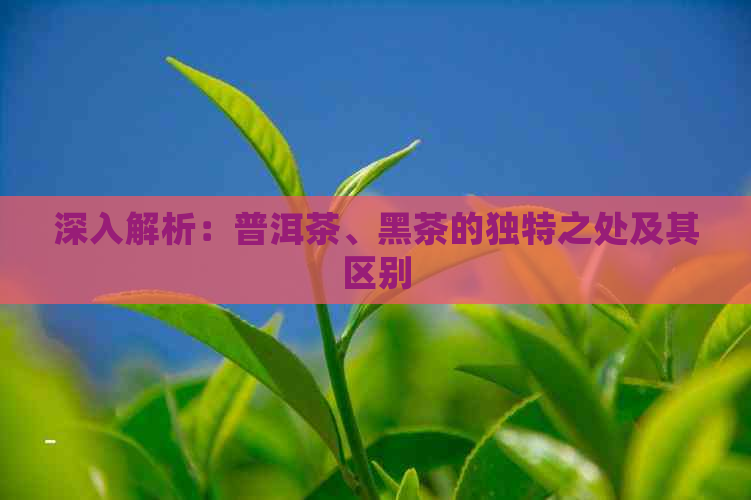 深入解析：普洱茶、黑茶的独特之处及其区别