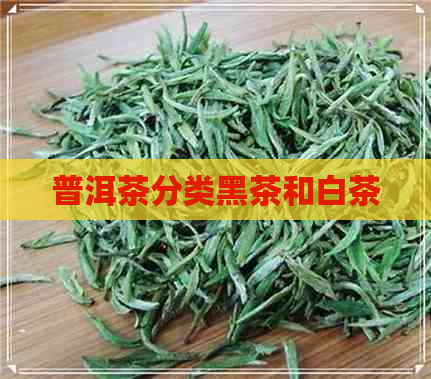 普洱茶分类黑茶和白茶