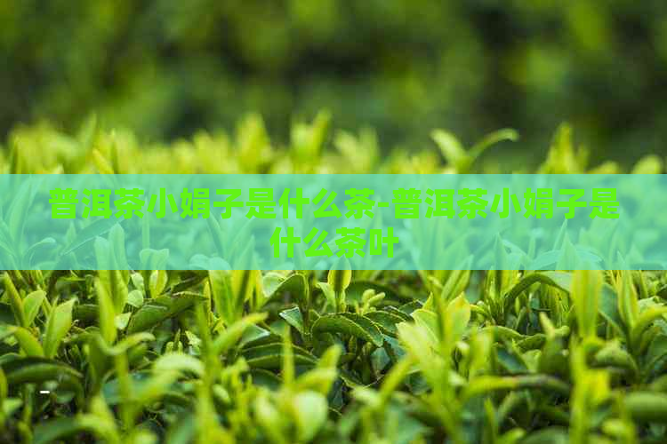 普洱茶小娟子是什么茶-普洱茶小娟子是什么茶叶