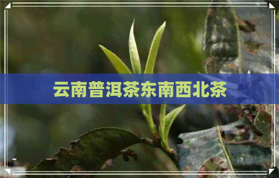 云南普洱茶东南西北茶