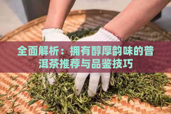 全面解析：拥有醇厚韵味的普洱茶推荐与品鉴技巧