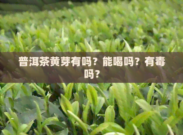 普洱茶黄芽有吗？能喝吗？有吗？