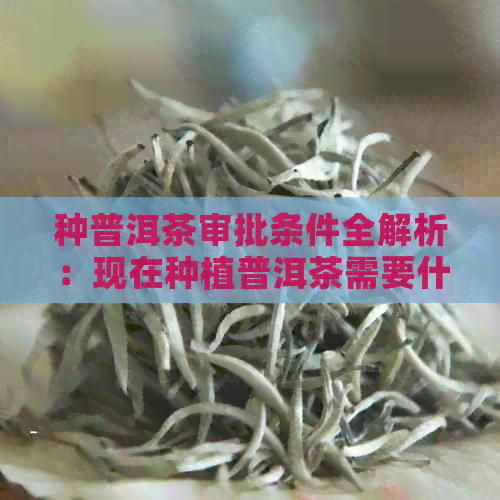 种普洱茶审批条件全解析：现在种植普洱茶需要什么条件？