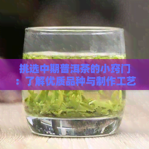 挑选中期普洱茶的小窍门：了解优质品种与制作工艺