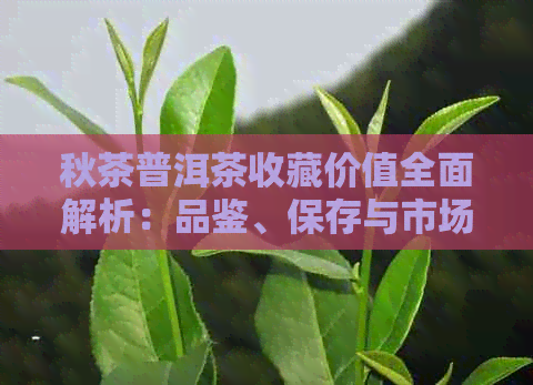 秋茶普洱茶收藏价值全面解析：品鉴、保存与市场表现