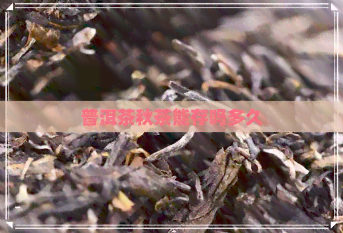 普洱茶秋茶能存吗多久