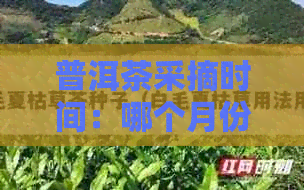 普洱茶采摘时间：哪个月份的茶品质更佳？