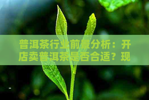 普洱茶行业前景分析：开店卖普洱茶是否合适？现在市场状况如何？