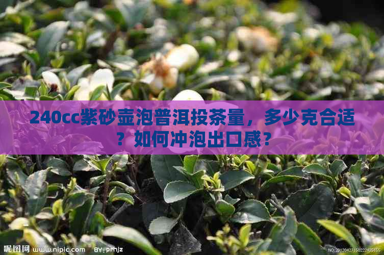 240cc紫砂壶泡普洱投茶量，多少克合适？如何冲泡出口感？