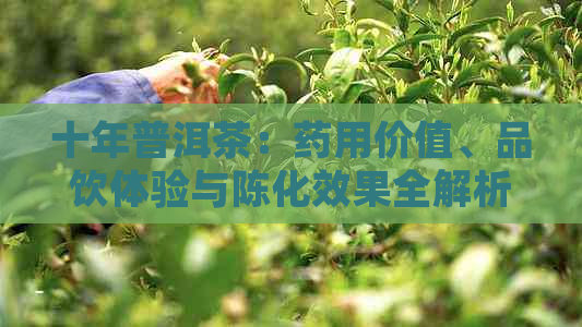 十年普洱茶：药用价值、品饮体验与陈化效果全解析