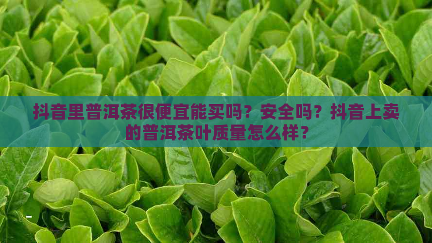 抖音里普洱茶很便宜能买吗？安全吗？抖音上卖的普洱茶叶质量怎么样？