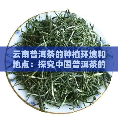 云南普洱茶的种植环境和地点：探究中国普洱茶的核心产地