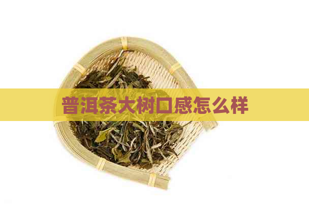 普洱茶大树口感怎么样