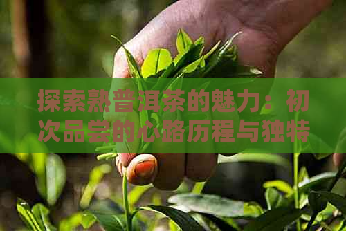 探索熟普洱茶的魅力：初次品尝的心路历程与独特体验