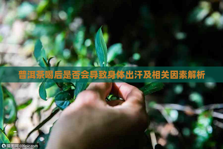 普洱茶喝后是否会导致身体出汗及相关因素解析