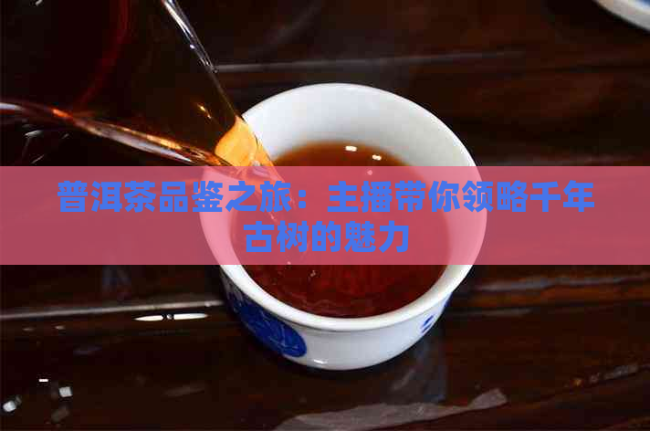 普洱茶品鉴之旅：主播带你领略千年古树的魅力