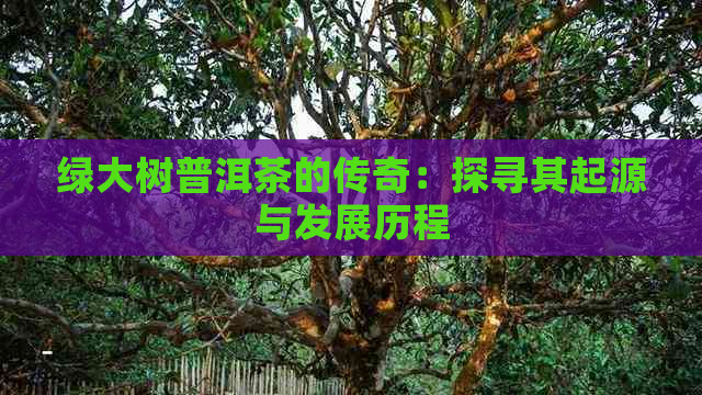 绿大树普洱茶的传奇：探寻其起源与发展历程