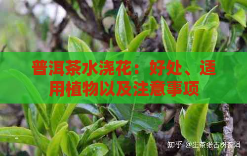 普洱茶水浇花：好处、适用植物以及注意事项