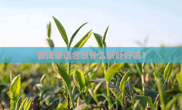 普洱茶适合放什么茶叶好喝？