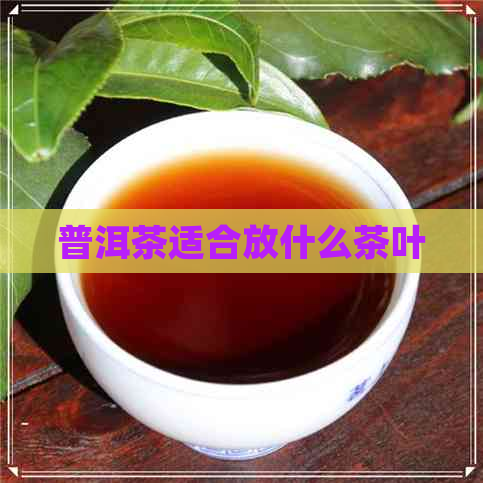 普洱茶适合放什么茶叶