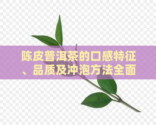 陈皮普洱茶的口感特征、品质及冲泡方法全面解析，助你成为茶叶专家