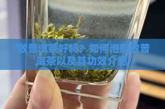 '散普洱茶好吗？如何泡制散普洱茶以及其功效介绍'