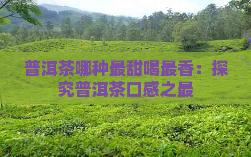 普洱茶哪种最甜喝最香：探究普洱茶口感之最