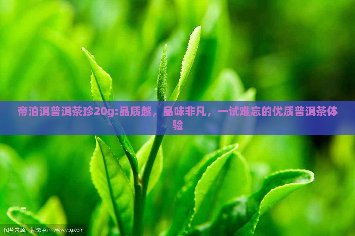 帝泊洱普洱茶珍20g:品质越，品味非凡，一试难忘的优质普洱茶体验